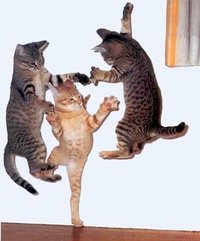 cats-jumping.jpg