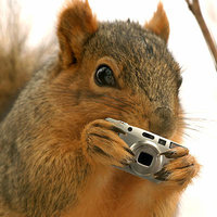 If_snoozan_were_a_squirrel.JPG