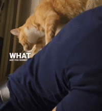 ezgif-6-c01ff2fc7a.gif