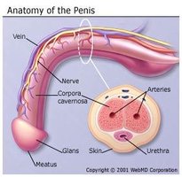 AnatomyOfPenis.jpg